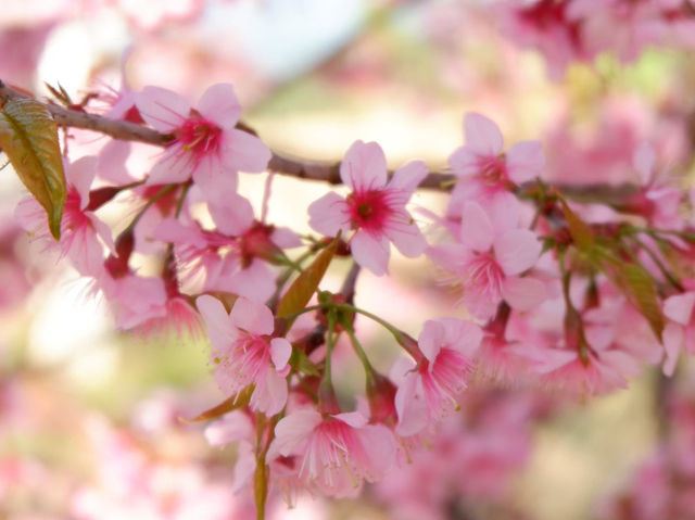 สัมผัส "ญี่ปุ่นเมืองไทย" แบบไม่ต้องใช้พาสปอร์ต🌸