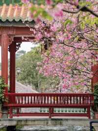 🌸 Countdown to Guangzhou's Next BIG Cherry Blossom Spot!