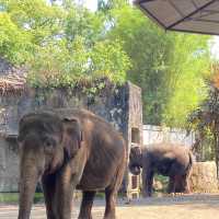 Sunday Morning at Ragunan Zoo