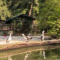 Sunday Morning at Ragunan Zoo