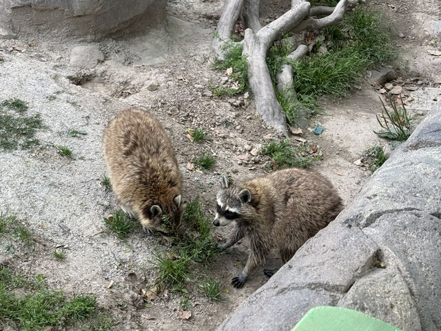 上海野生動物園優質動物園之選👍👍