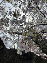 🌸🐱 Sakura at Neko train station - Kishi Station, Wakayama 