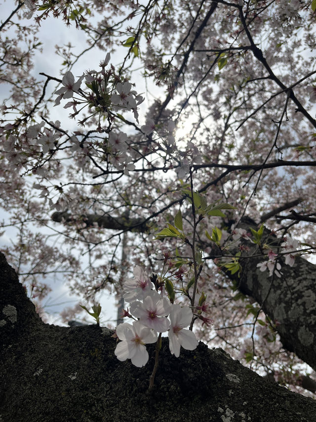 🌸🐱 Sakura at Neko train station - Kishi Station, Wakayama 