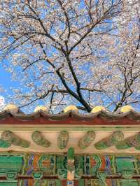 Gyeongju:The Ultimate Spring Destination 