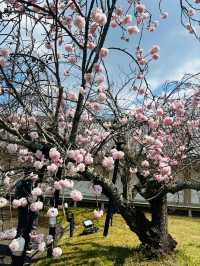 Daigoji Temple Cherry Blossoms– Kyoto’s Imperial Sakura Legacy