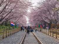 Jinhae Gunhangje Festival: Korea’s Most Spectacular Cherry Blossom Extravaganza**   