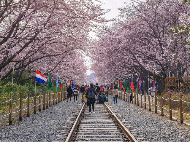 Jinhae Gunhangje Festival: Korea’s Most Spectacular Cherry Blossom Extravaganza**   