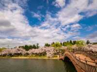 Bomun Lake Cherry Blossoms: Gyeongju's Enchanting Spring Escape