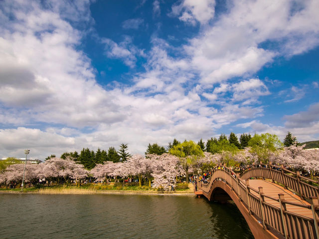Bomun Lake Cherry Blossoms: Gyeongju's Enchanting Spring Escape