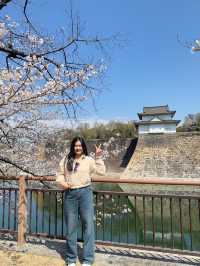 ชมซากุระบานที่ปราสาทโอซาก้า 🏯🌸