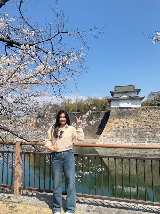ชมซากุระบานที่ปราสาทโอซาก้า 🏯🌸