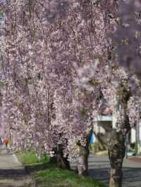 Kitakata Sakura | Fukushima's Hidden Sakura Gems