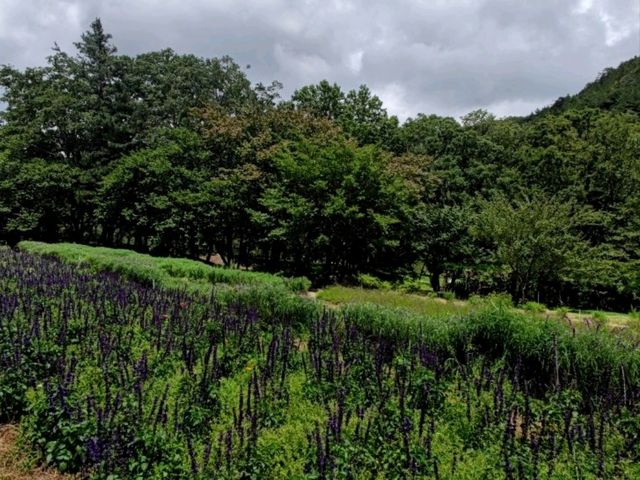 #武陵國家森林遊樂區-臺中區和平區