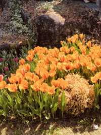 Spring Blooms and Serene Landscapes