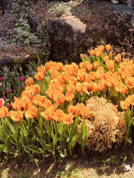 Spring Blooms and Serene Landscapes
