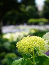 【埼玉】菖蒲と紫陽花が見られる穴場スポット