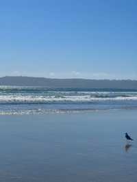 🏖️ Coronado Central Beach, 샌디에고의 럭셔리 해변!