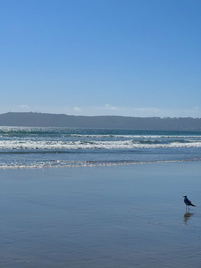 🏖️ Coronado Central Beach, 샌디에고의 럭셔리 해변!