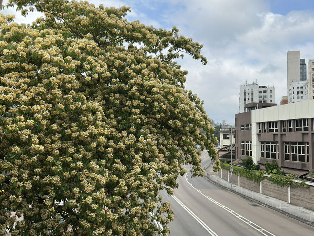 香港好去處 | 復活節賞花(上) | 魚木 | 藍花楹