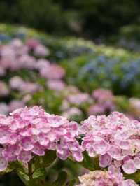 【茨城】これだけ多種多様の紫陽花を見たのは初めて！！