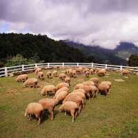 ตะลุยเที่ยวสุดชิว ที่เชียงใหม่ 🐑
