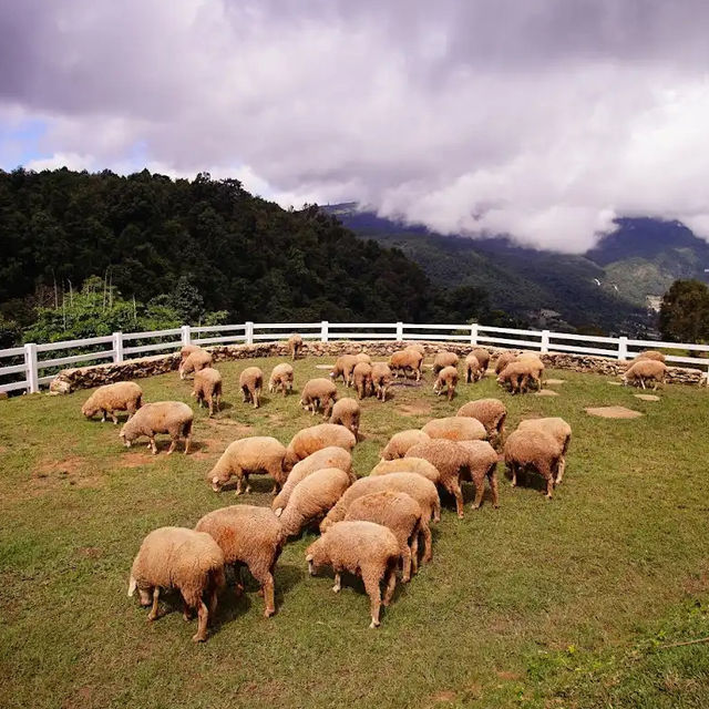 ตะลุยเที่ยวสุดชิว ที่เชียงใหม่ 🐑