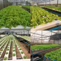 Shine Muscat Farm&Cafe 