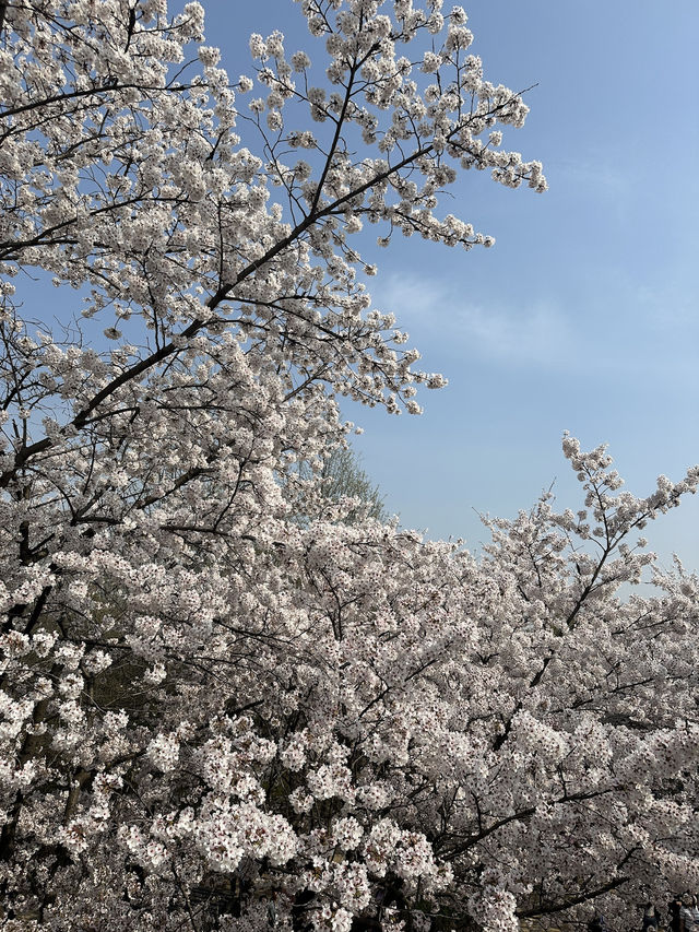 🌸首爾櫻花之旅🌸🇰🇷