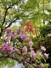 Rainy Spring Serenity at Shugakuin Imperial Villa