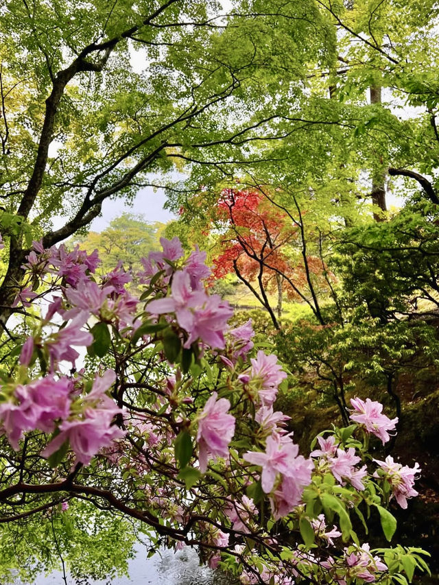 Rainy Spring Serenity at Shugakuin Imperial Villa