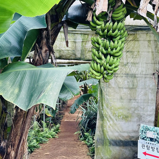 A Visit to Jeju Yujinfang Tropical Fruit Farm