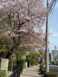 福岡看櫻花