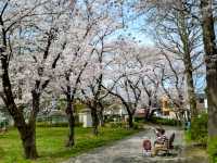 清水沼公園，曾經的沼澤之地，現搖身一變成了公園住宅和賞櫻之所