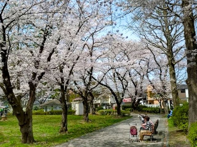 清水沼公園，曾經的沼澤之地，現搖身一變成了公園住宅和賞櫻之所