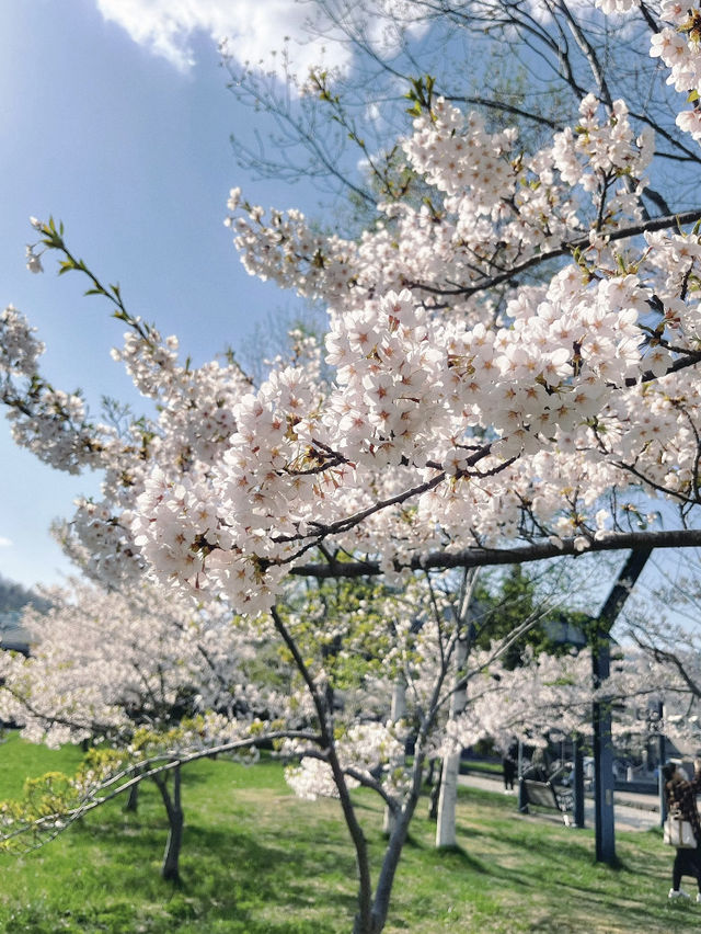 🇯🇵 Otaru Hidden Gem: Canal Park & Mt. Tenguyama Viewpoint