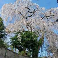 Cherry Blossoms with a View