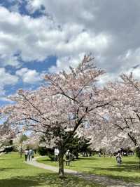 櫻花與湖畔的輕柔春風：札幌中島公園的櫻花情懷🌸