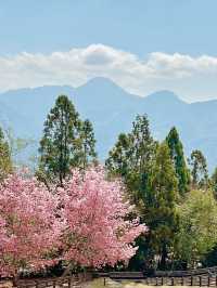 粉櫻綻放山之巔：清境春日限定風景⛰️
