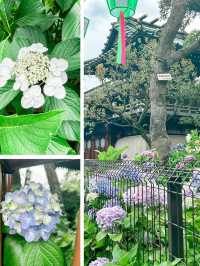 東京にある紫陽花の名所・白山神社