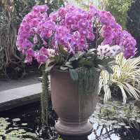 The Bronx in Bloom: The Orchid Show at NYBG