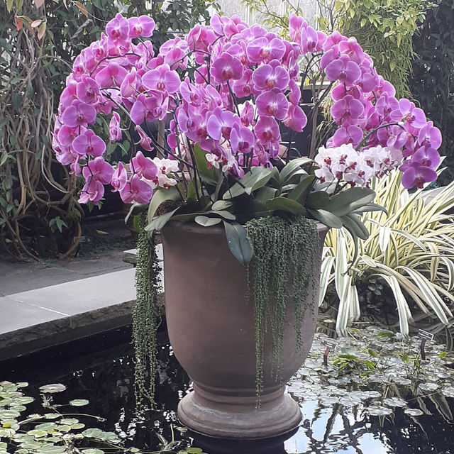 The Bronx in Bloom: The Orchid Show at NYBG