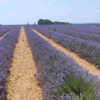 Provence Lavender Fields – Provence, France