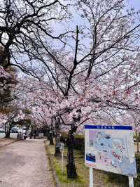 Spring in Motion: Sakura Watching with a Side of Adventure 