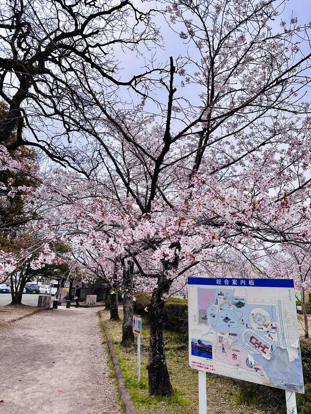 Spring in Motion: Sakura Watching with a Side of Adventure 