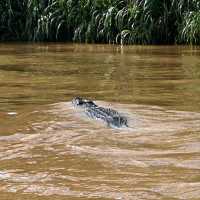 Cruisin’ the Kinabatangan River