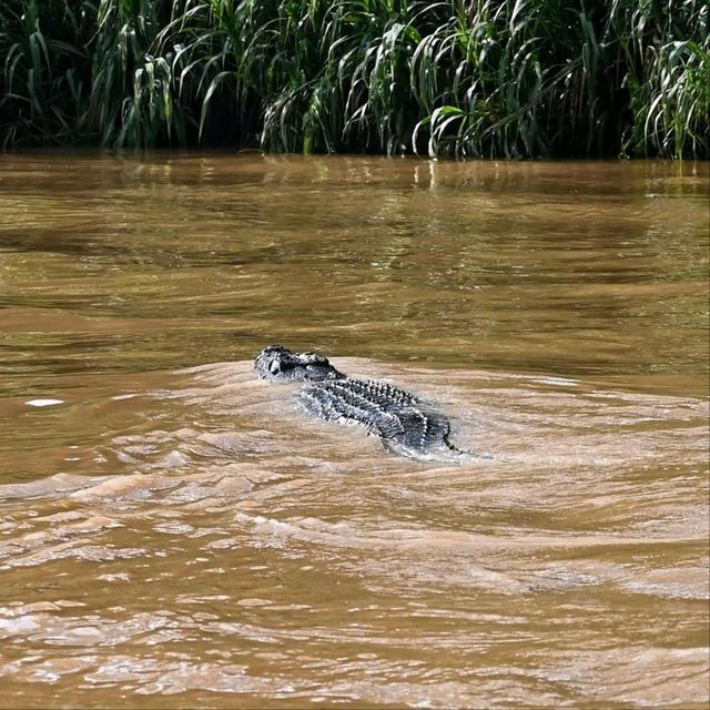 Cruisin’ the Kinabatangan River