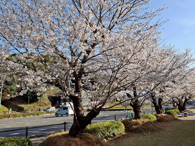 MIFUNEYAMA RAKUEN | A CHERRY BLOSSOM PARADISE IN SAGA