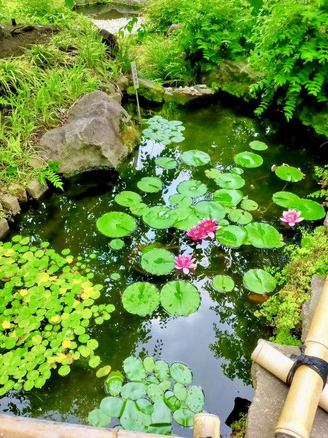 Early Summer Wandering in Kamakura – Flowers, Temples & Garden Lunches 