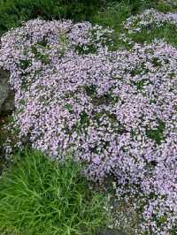 New York Botanical Garden – A Living Museum in the Bronx