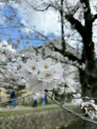 Philosopher’s Path: A Serene Walk Through Kyoto’s Heart